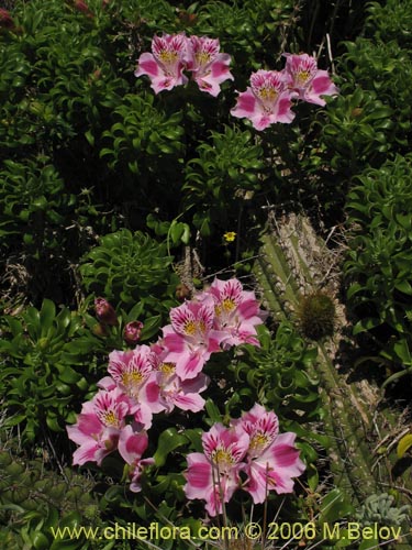 Image of Alstroemeria pelegrina (Pelegrina / Mariposa de Los Molles). Click to enlarge parts of image.