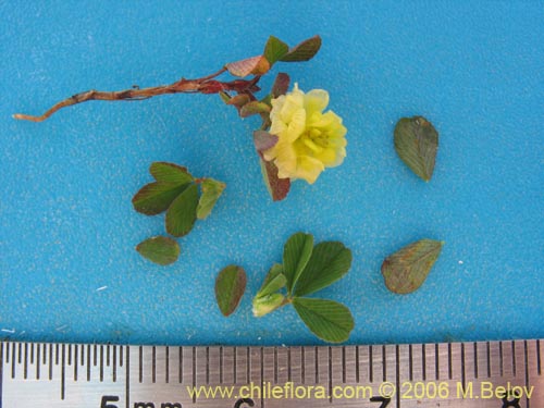 Imágen de Trifolium sp. #2324 (). Haga un clic para aumentar parte de imágen.