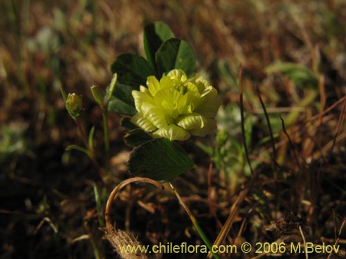 Imágen de Trifolium sp. #2324 (). Haga un clic para aumentar parte de imágen.