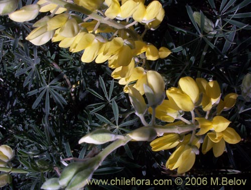 Фотография Lupinus arboreus (Chocho / Altramuz). Щелкните, чтобы увеличить вырез.