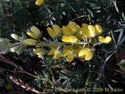 Фотография Lupinus arboreus (Chocho / Altramuz). Щелкните, чтобы увеличить вырез.
