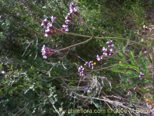 Imágen de Verbena litoralis (Verbena). Haga un clic para aumentar parte de imágen.