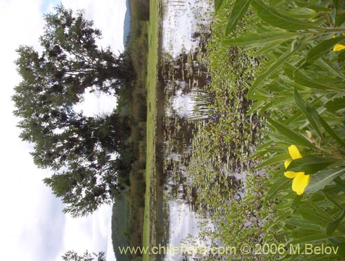 Imágen de Ludwigia peploides (Duraznillo de agua). Haga un clic para aumentar parte de imágen.