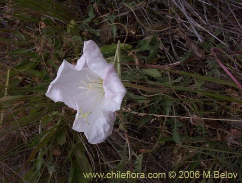 Oenothera acaulis的照片