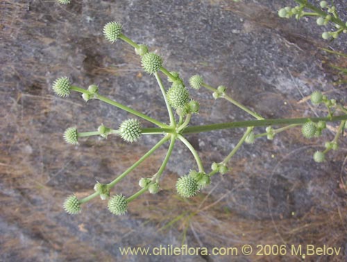Bild von Eryngium paniculatum (Chupalla). Klicken Sie, um den Ausschnitt zu vergrössern.