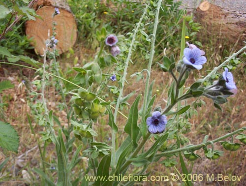 Фотография Cynoglossum creticum (Trupa / Garrapatilla). Щелкните, чтобы увеличить вырез.