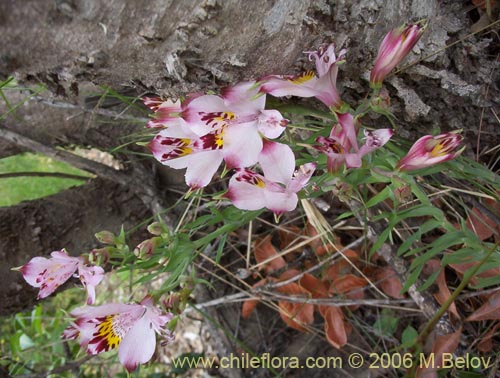 Alstroemeria pulchra ssp. pulchra의 사진