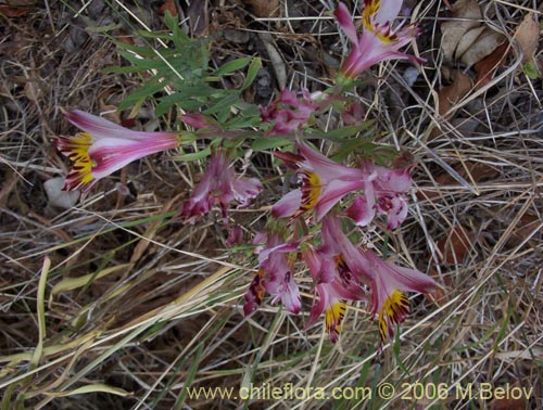Bild von Alstroemeria pulchra ssp. pulchra (Flor de Aguila / Flor de San Martin / Mariposa del Campo). Klicken Sie, um den Ausschnitt zu vergrössern.