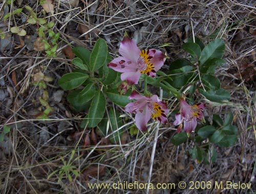 Alstroemeria pulchra ssp. pulchra의 사진