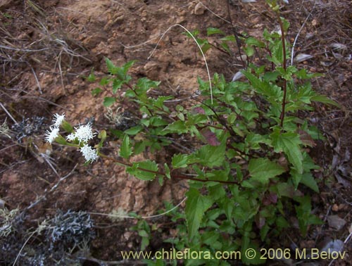 Bild von Ageratina glechonophylla (Barba de viejo). Klicken Sie, um den Ausschnitt zu vergrössern.