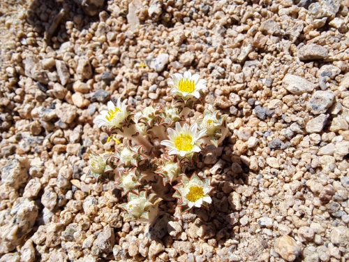 Image of Chaetanthera sp. #3062 (). Click to enlarge parts of image.
