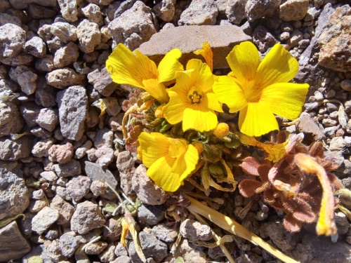 Image of Oxalis sp. #3057 (). Click to enlarge parts of image.