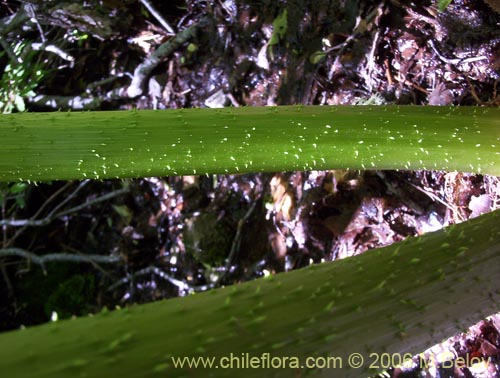 Image of Gunnera tinctoria (Nalca / Pangue). Click to enlarge parts of image.