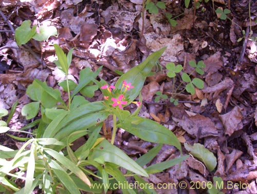 Image of Collomia biflora (Colomia roja / Coxínea). Click to enlarge parts of image.