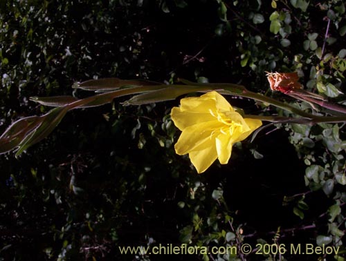 Image of Oenothera stricta (Flor de San José / Don Diego de la noche amarillo). Click to enlarge parts of image.