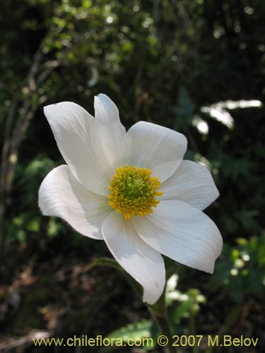 Image of Anemone moorei (). Click to enlarge parts of image.