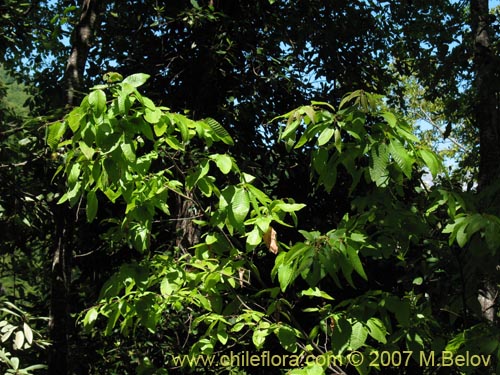 Image of Nothofagus alpina (Raul / Robl). Click to enlarge parts of image.