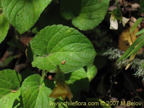 Imágen de Viola maculata (Violeta amarilla). Haga un clic para aumentar parte de imágen.