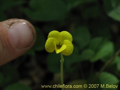 Bild von Viola maculata (Violeta amarilla). Klicken Sie, um den Ausschnitt zu vergrössern.