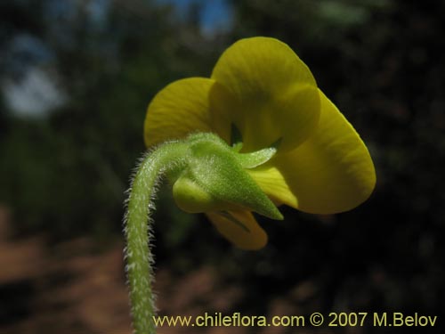 Image of Viola maculata (Violeta amarilla). Click to enlarge parts of image.