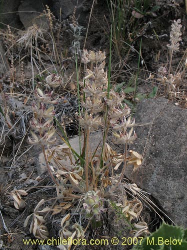 Fabaceae sp. #2454의 사진