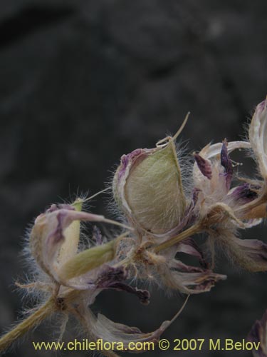 Фотография Fabaceae sp. #2454 (). Щелкните, чтобы увеличить вырез.