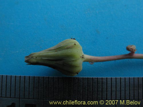 Moscharia pinnatifida的照片