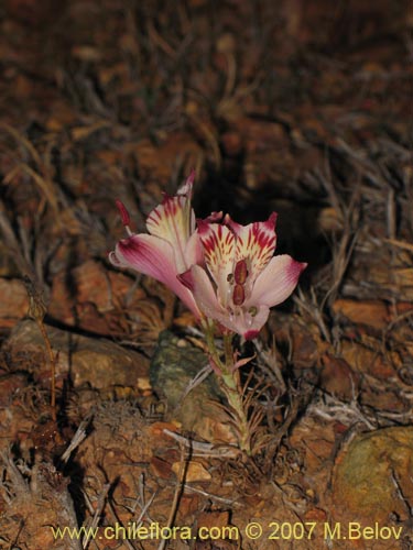 Imágen de Alstroemeria diluta ssp. chrysantha (). Haga un clic para aumentar parte de imágen.