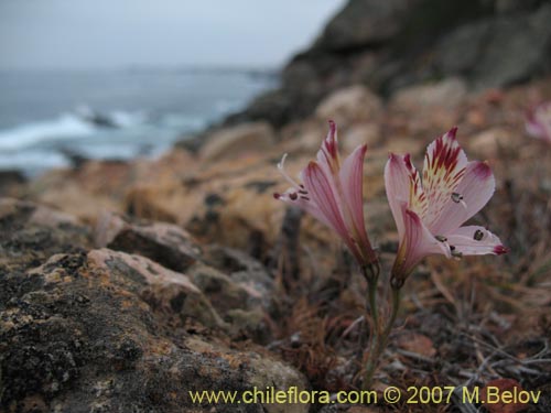 Im�gen de Alstroemeria diluta ssp. chrysantha (). Haga un clic para aumentar parte de im�gen.