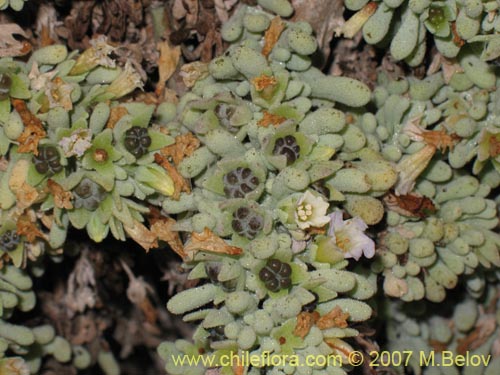 Image of Nolana crassulifolia (Sosa / Hierba de la lombriz / Sosa brava). Click to enlarge parts of image.