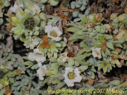 Imágen de Nolana crassulifolia (Sosa / Hierba de la lombriz / Sosa brava). Haga un clic para aumentar parte de imágen.