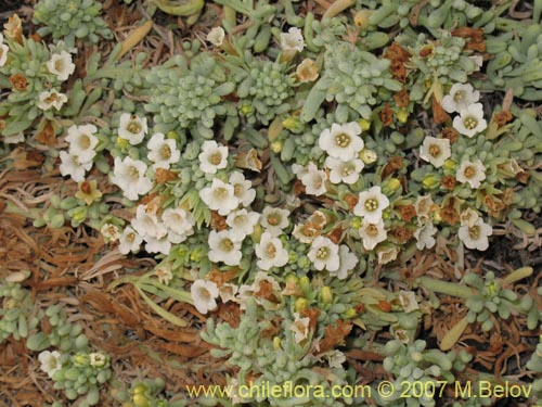 Imágen de Nolana crassulifolia (Sosa / Hierba de la lombriz / Sosa brava). Haga un clic para aumentar parte de imágen.