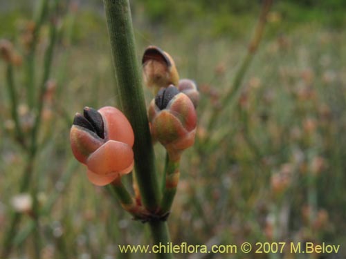 Imágen de Ephedra chilensis (Pingo-pingo / Transmontana / Solupe). Haga un clic para aumentar parte de imágen.