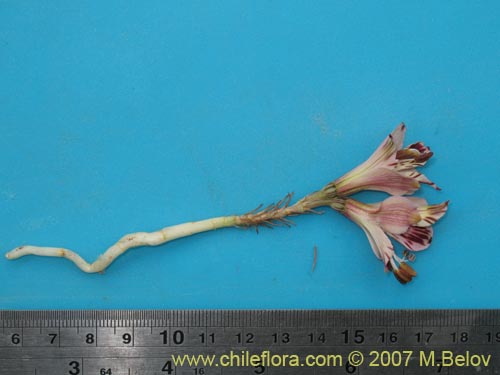 Alstroemeria diluta ssp. chrysanthaの写真