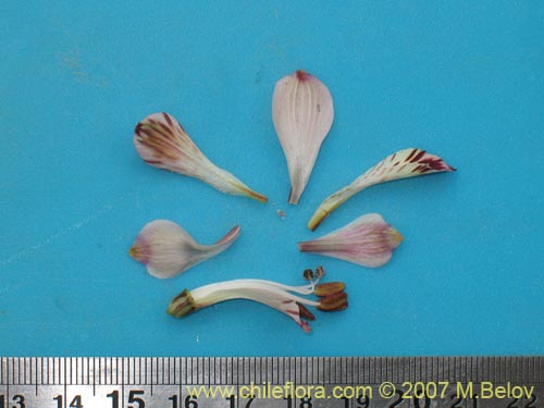 Alstroemeria diluta ssp. chrysantha的照片