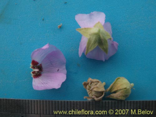 Image of Sphaeralcea obtusiloba (). Click to enlarge parts of image.