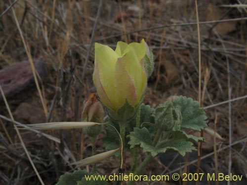 Фотография Malvaceae sp. #2774 (). Щелкните, чтобы увеличить вырез.