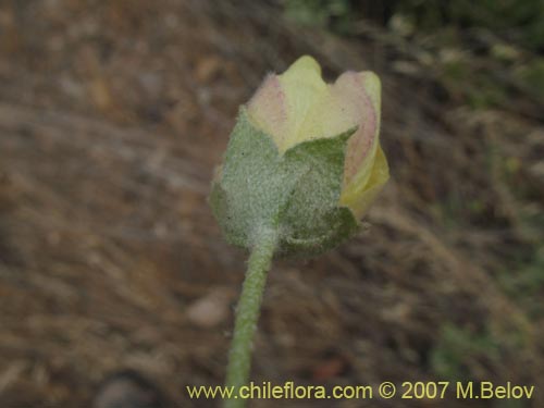 Malvaceae sp. #2774の写真