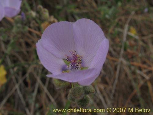 Imágen de Cristaria glaucophylla (). Haga un clic para aumentar parte de imágen.