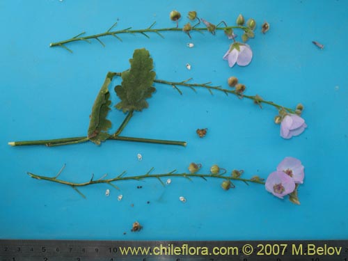 Фотография Cristaria glaucophylla (). Щелкните, чтобы увеличить вырез.