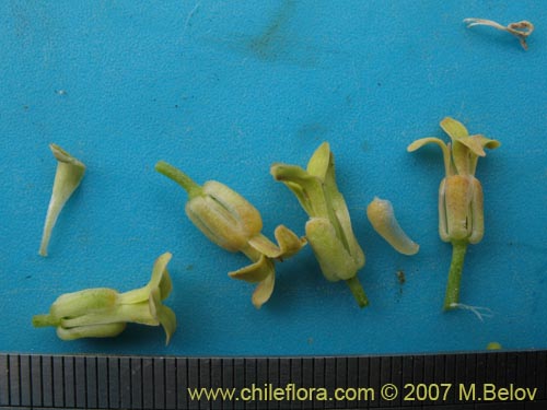 Фотография Brassicaceae sp. #1367 (). Щелкните, чтобы увеличить вырез.