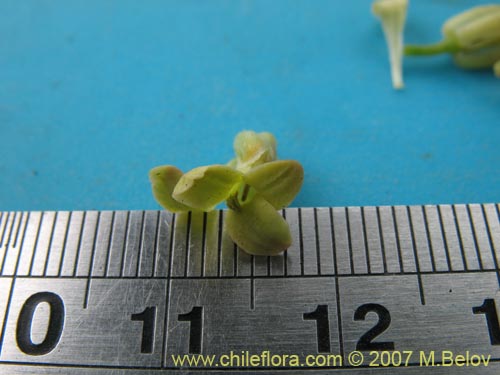 Imágen de Brassicaceae sp. #1367 (). Haga un clic para aumentar parte de imágen.