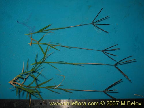 Imágen de Poaceae sp. #2452 (). Haga un clic para aumentar parte de imágen.