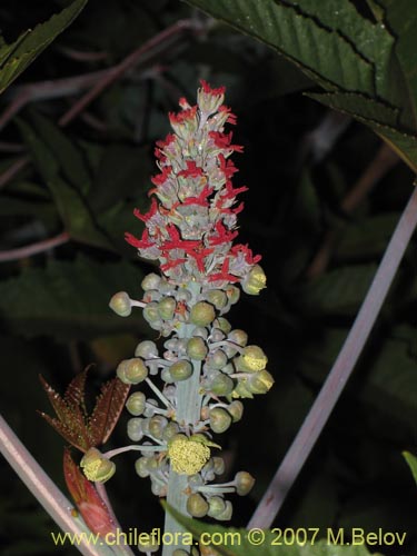 Фотография Ricinus communis (Ricino / Palma christi / Higuerilla). Щелкните, чтобы увеличить вырез.