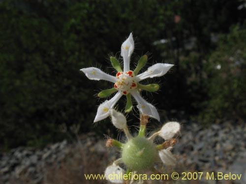 Bild von Loasa pallida (Ortiga caballuna blanca). Klicken Sie, um den Ausschnitt zu vergrössern.