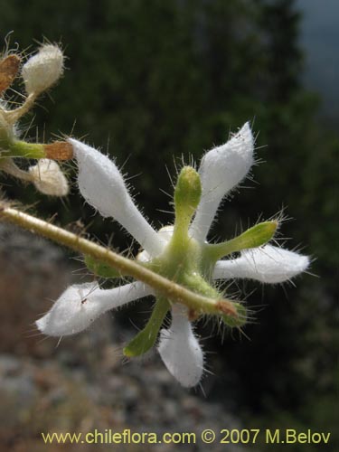 Image of Loasa pallida (Ortiga caballuna blanca). Click to enlarge parts of image.