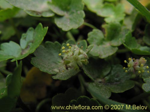 Image of Hydrocotyle ranunculoides (). Click to enlarge parts of image.