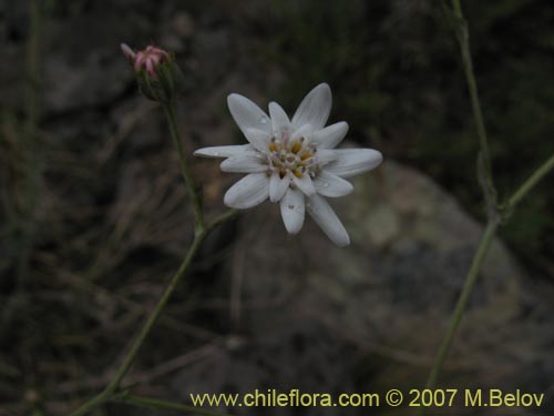 Image of Leucheria sp. #3045 (). Click to enlarge parts of image.
