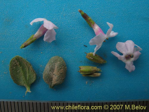 Junnelia scopariaの写真