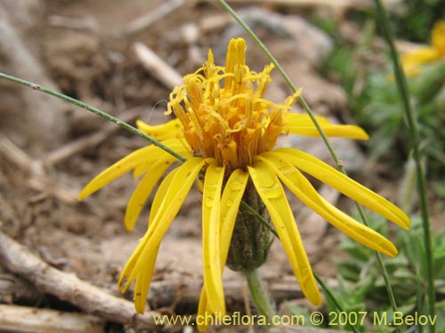 Imágen de Asteraceae sp. #1454 (). Haga un clic para aumentar parte de imágen.